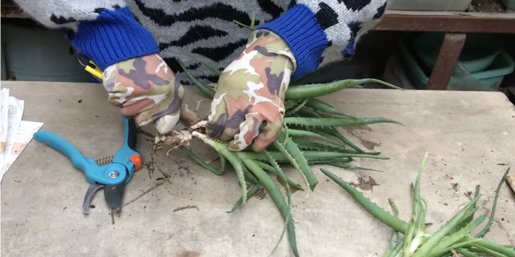 Как размножить алоэ в домашних условиях: заготовьте черенки