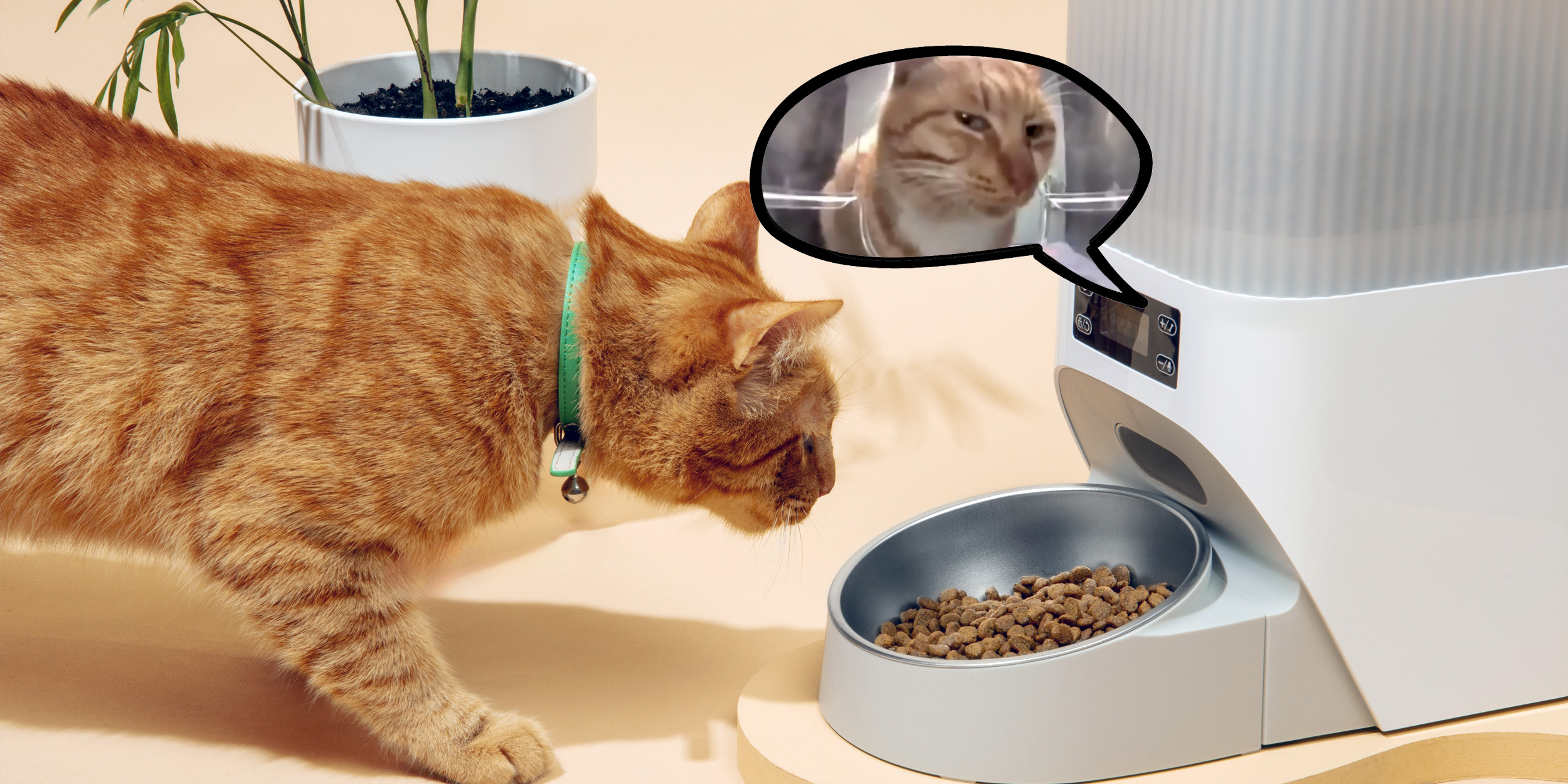 Звони коту: как из-за блокировок люди начали общаться через автокормушки, пылесосы, таблицы и заметки