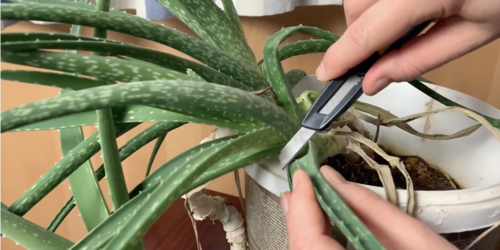 Заготовьте листья