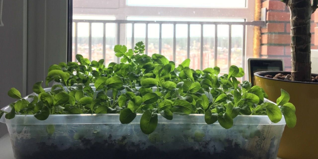 Зелень на балконе Домашнее цветоводство: зелень на балконе