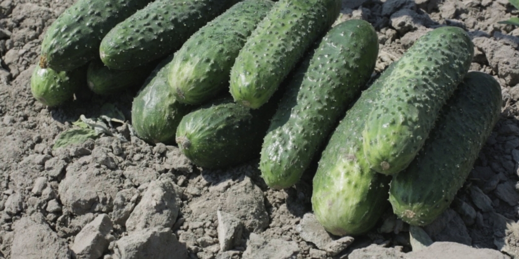 Артист F1 Лучшие сорта и гибриды огурцов для открытого грунта: «Артист F1»