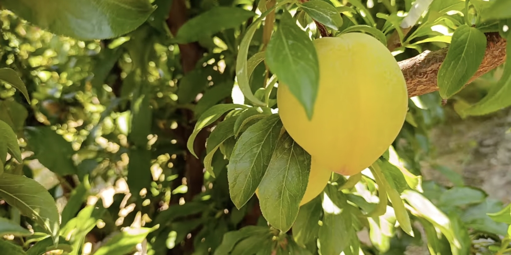 Жёлтая шарафуга