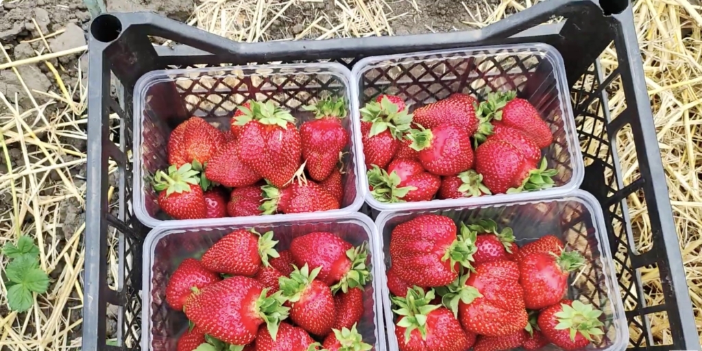 Самые урожайные сорта клубники: «азия»