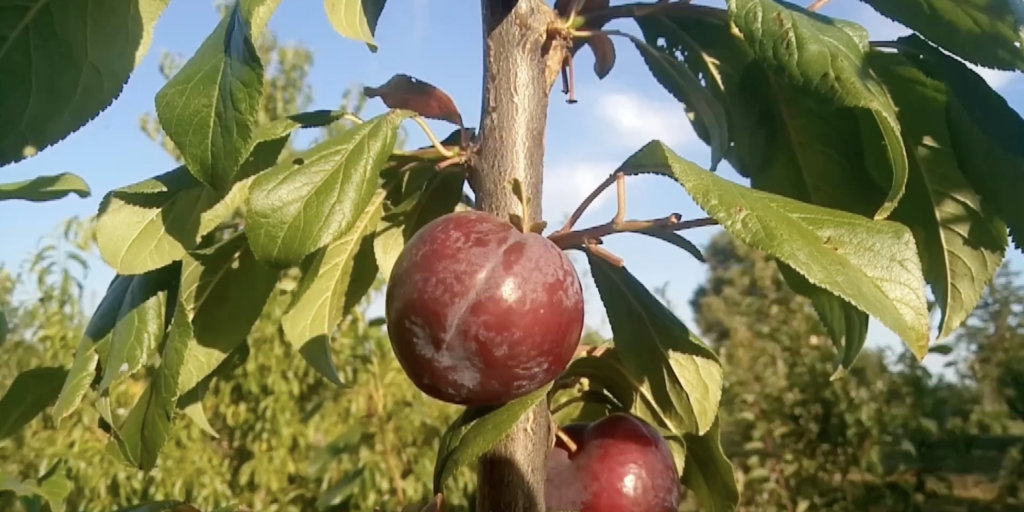 Тёмно-фиолетовая шарафуга