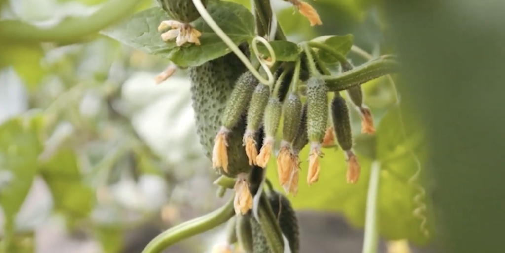 Лихач F1 Лучшие сорта и гибриды огурцов для теплицы: «Лихач F1»