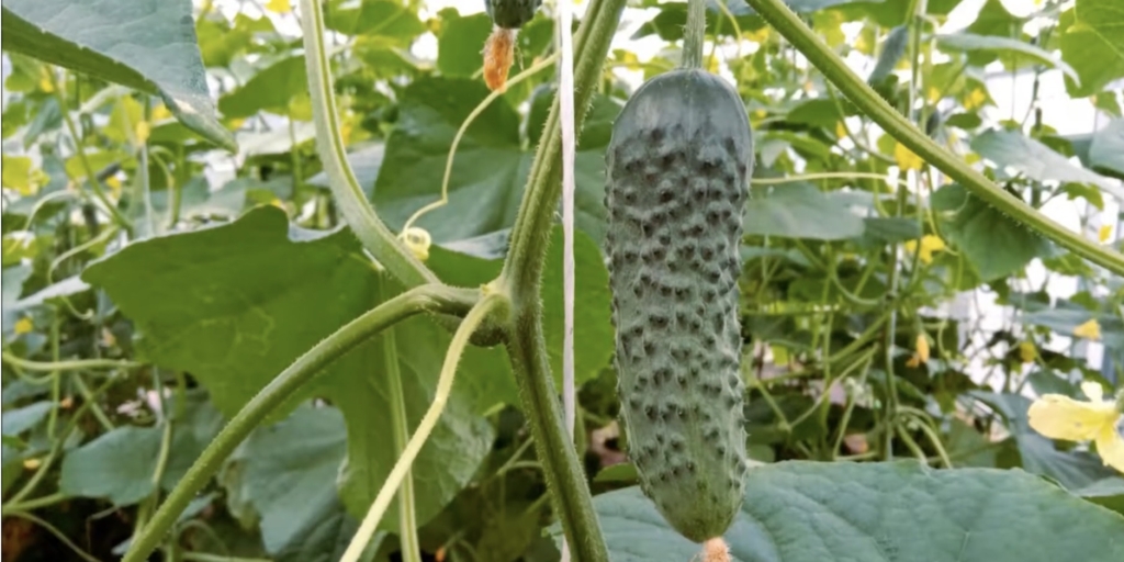 Лучшие сорта огурцов для открытого грунта: