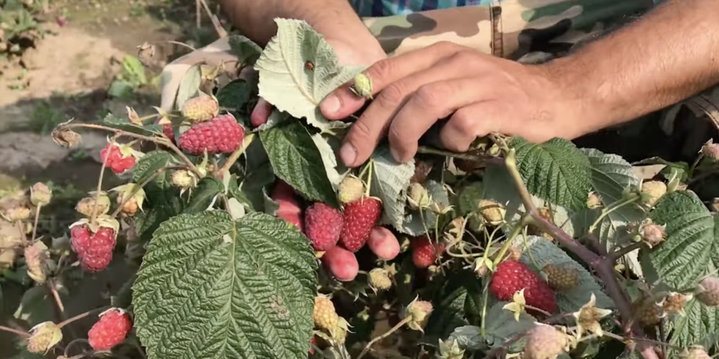 Лучшие сорта ремонтантной малины: «брянское диво»