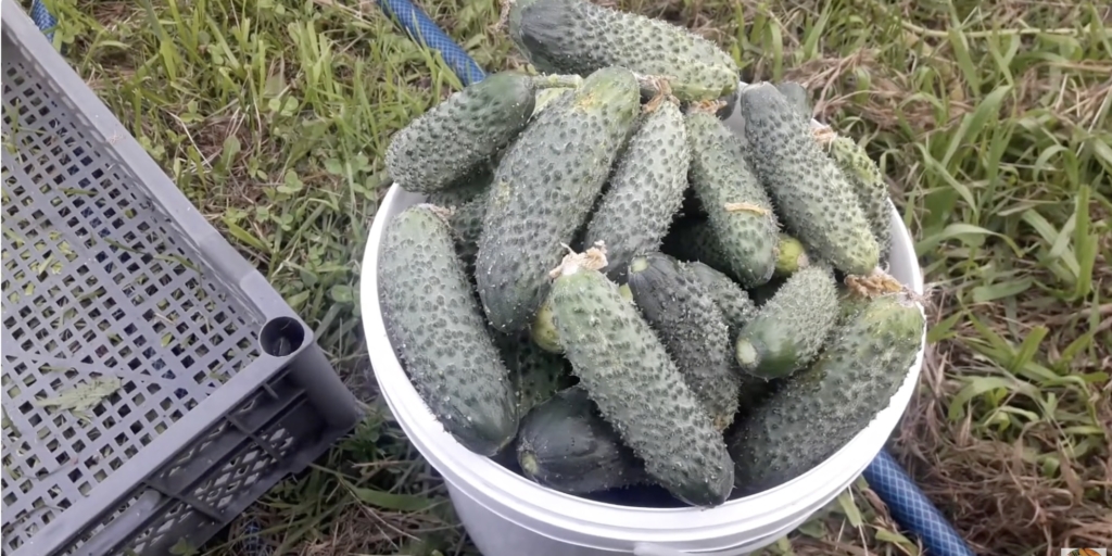 Бабушкин внучок F1 Бабушкин внучок F1