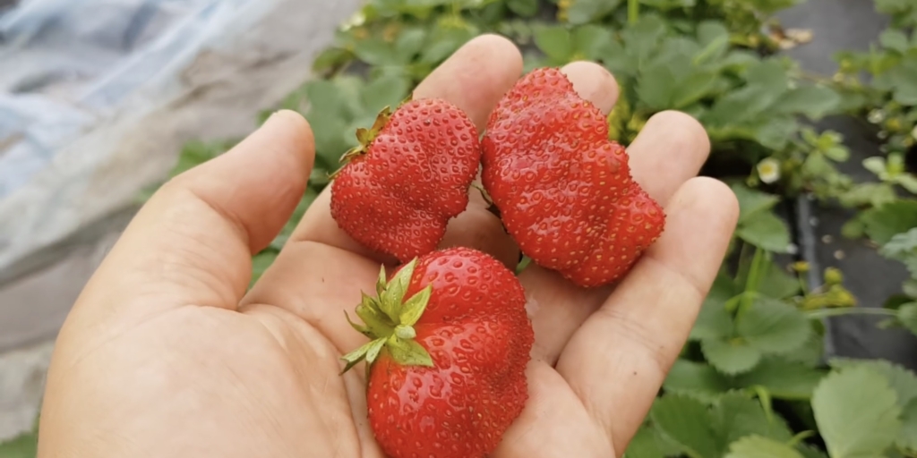 Лучшие сорта ремонтантной клубники: «королева елизавета 2»