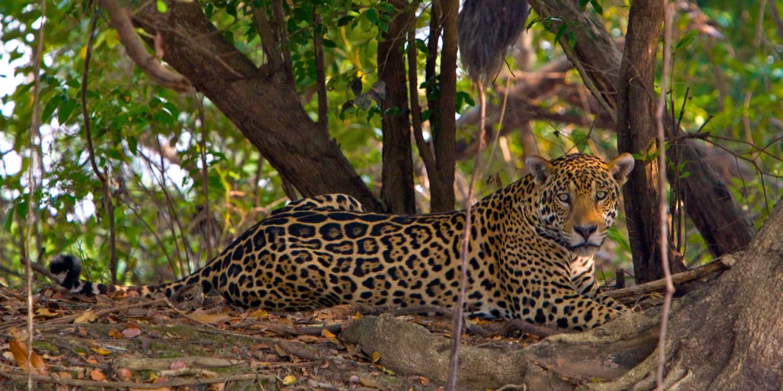 Редчайший «облачный ягуар» впервые за 10 лет попал в фотоловушку в Гондурасе