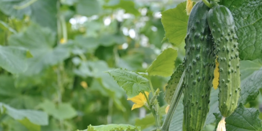 Апрельский F1 Апрельский F1