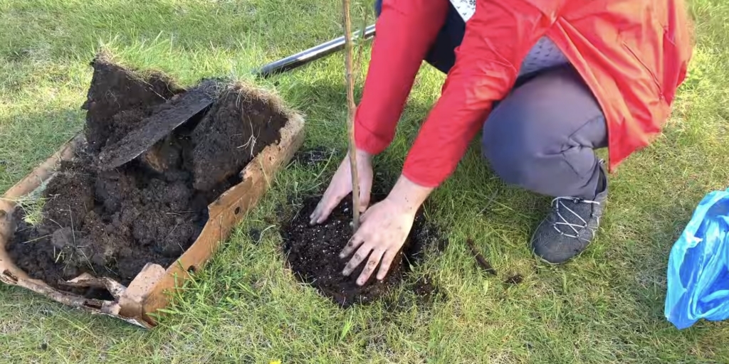 Посадка шарафуги