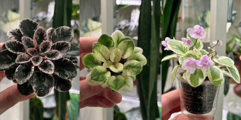 Фиалки Домашнее цветоводство: фиалки