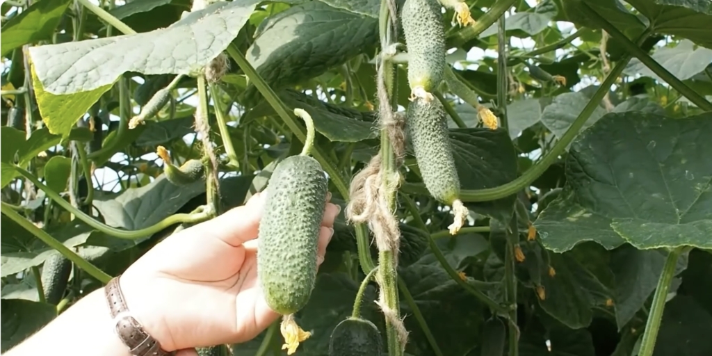 Гармонист F1 Лучшие сорта и гибриды огурцов для открытого грунта: «Гармонист F1»