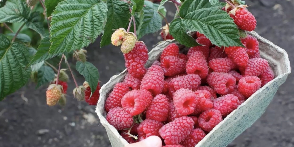 Сорт малины «геракл»