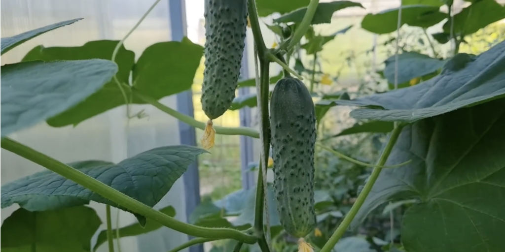 Герман F1 Лучшие сорта и гибриды огурцов для теплицы: «Герман F1»