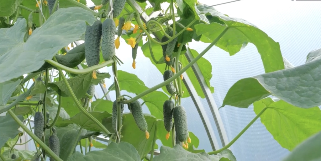 Платоша F1 Лучшие сорта и гибриды огурцов для открытого грунта: «Платоша F1»