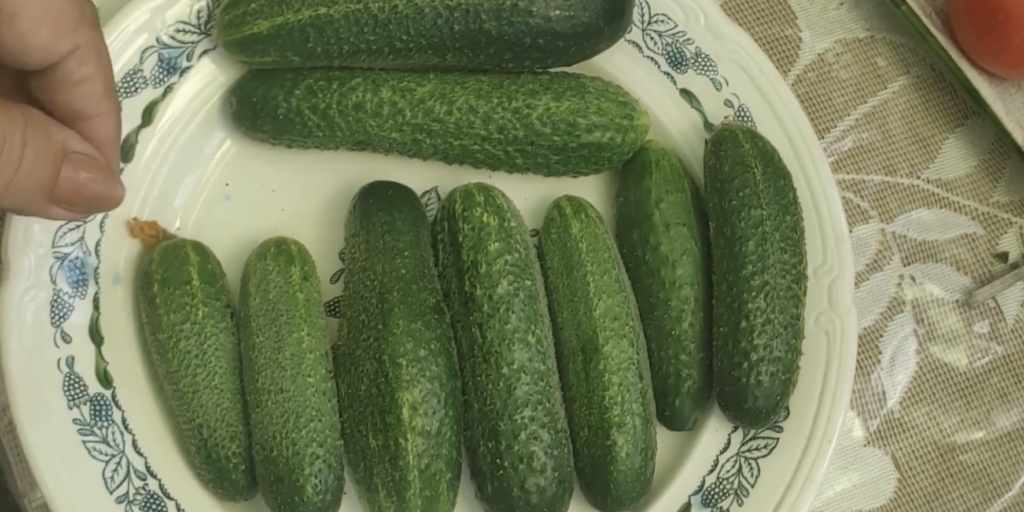 Весёлые гномики F1 Лучшие сорта и гибриды огурцов для засолки: «Весёлые гномики F1»