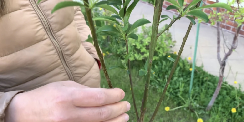 Саженец шарафуги