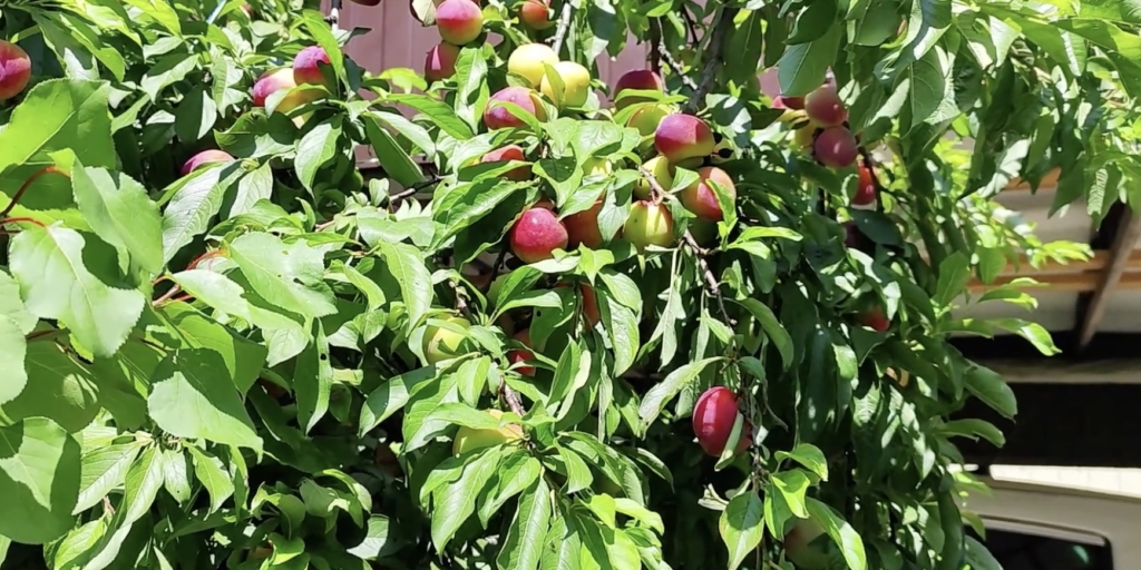 Как выглядит шарафуга