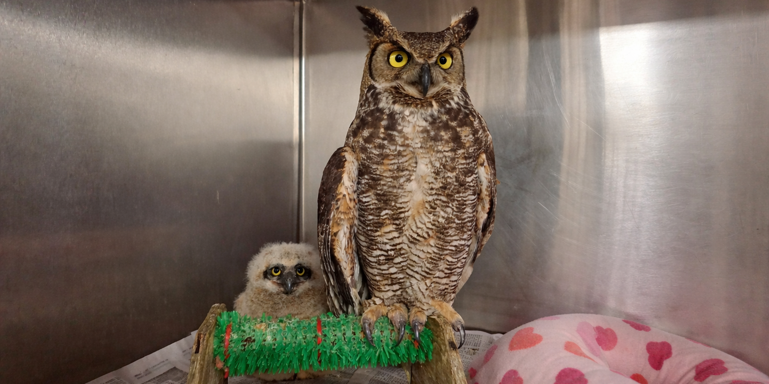 Потерявшая гнездо сова стала приёмной матерью двух осиротевших птенцов