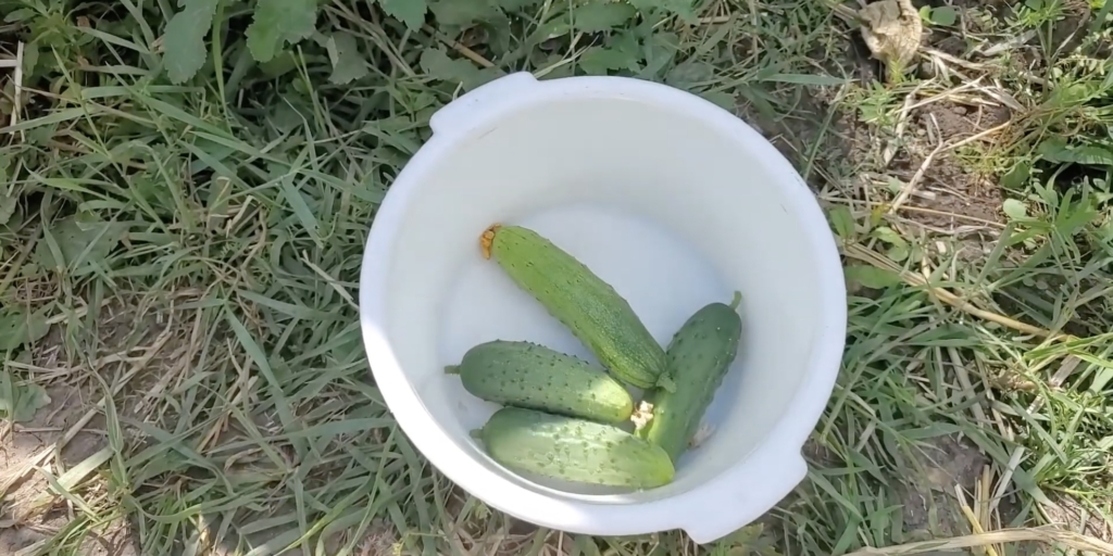 Конкурент Лучшие сорта огурцов для открытого грунта: «Конкурент»