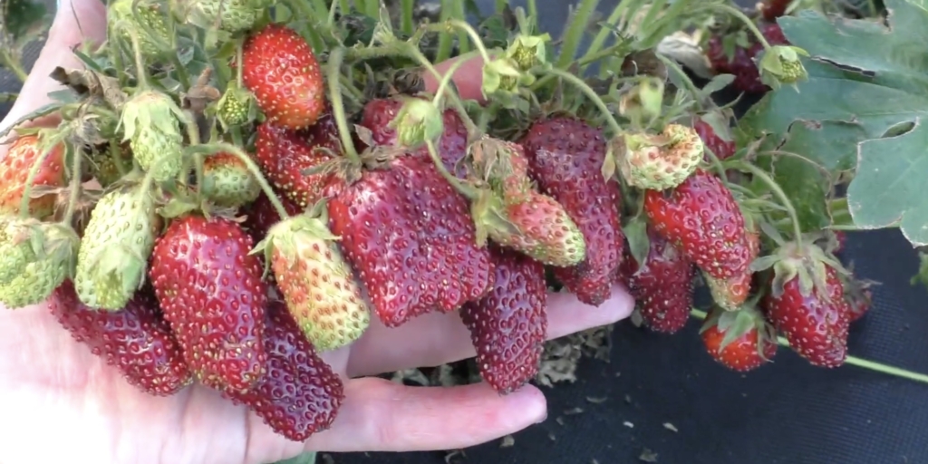 Самые урожайные сорта и гибриды клубники: земклуника «купчиха»