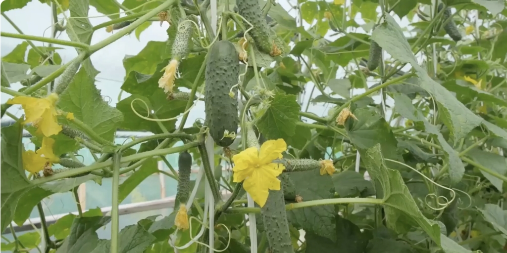 Кураж F1 Лучшие сорта и гибриды огурцов для теплицы: «Кураж F1»