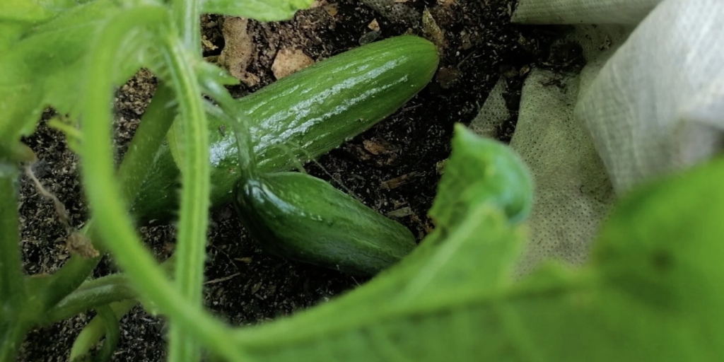 Лакомка F1 Лакомка F1