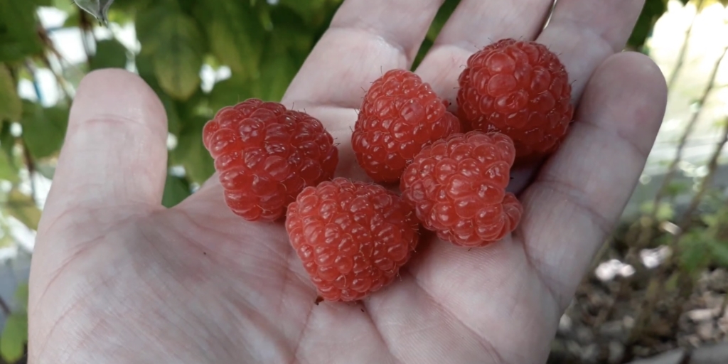 Сорт малины «маравилла»