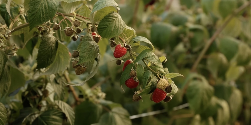 Лучшие сорта ремонтантной малины: «мапема»