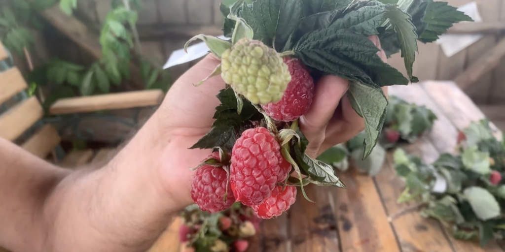 Лучшие сорта крупноплодной малины: «маросейка»