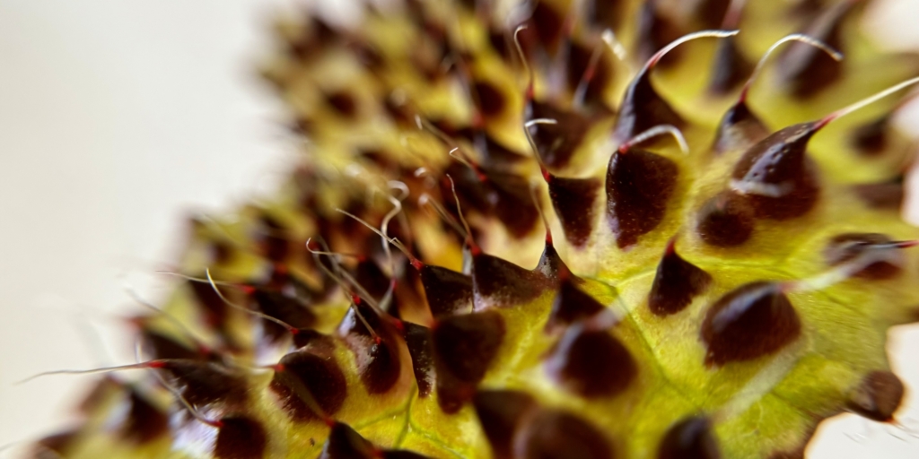 Бегония «меланобулата» Бегония «меланобулата»