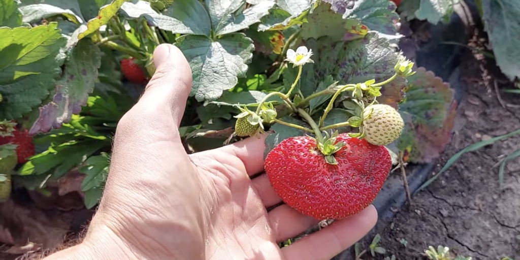 Лучшие сорта ремонтантной клубники: «Мурано»