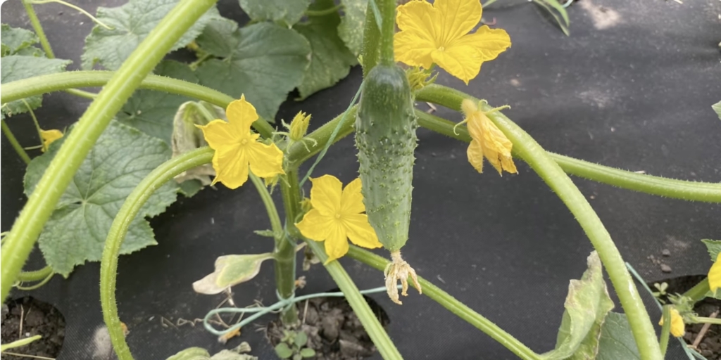 Нежинский Лучшие сорта огурцов для засолки: «Нежинский»