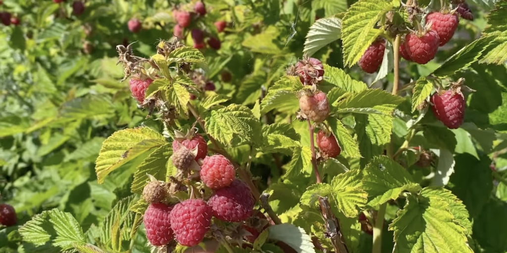 Лучшие сорта малины: «таруса»