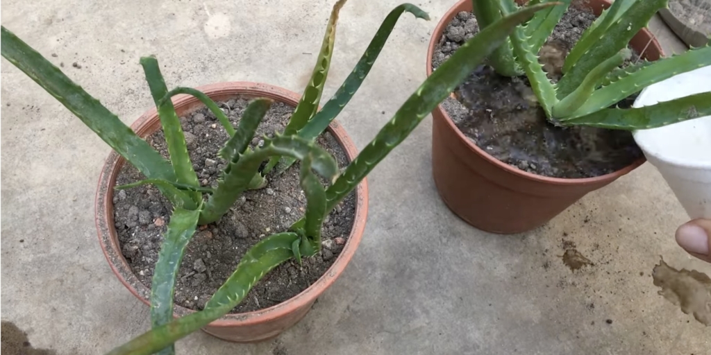 Воткните алоэ в грунт