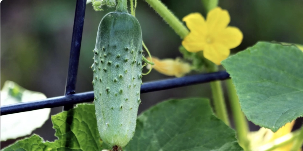 Парижский корнишон Лучшие сорта огурцов для засолки: «Парижский корнишон»
