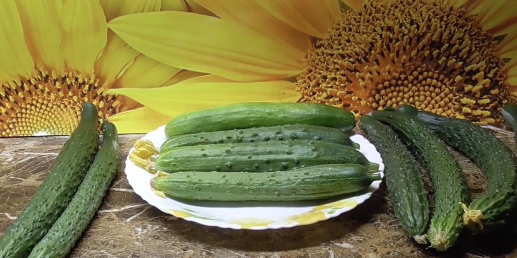 Зозуля F1 Зозуля F1