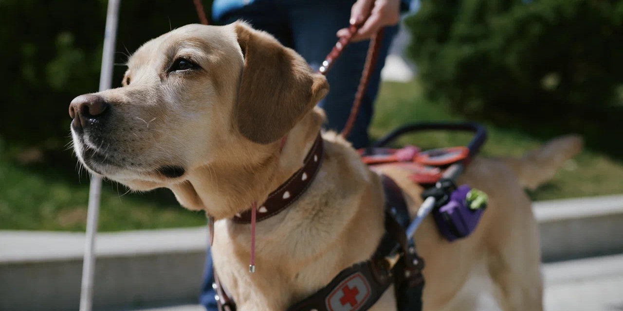 Они видят мир как сложную карту препятствий
