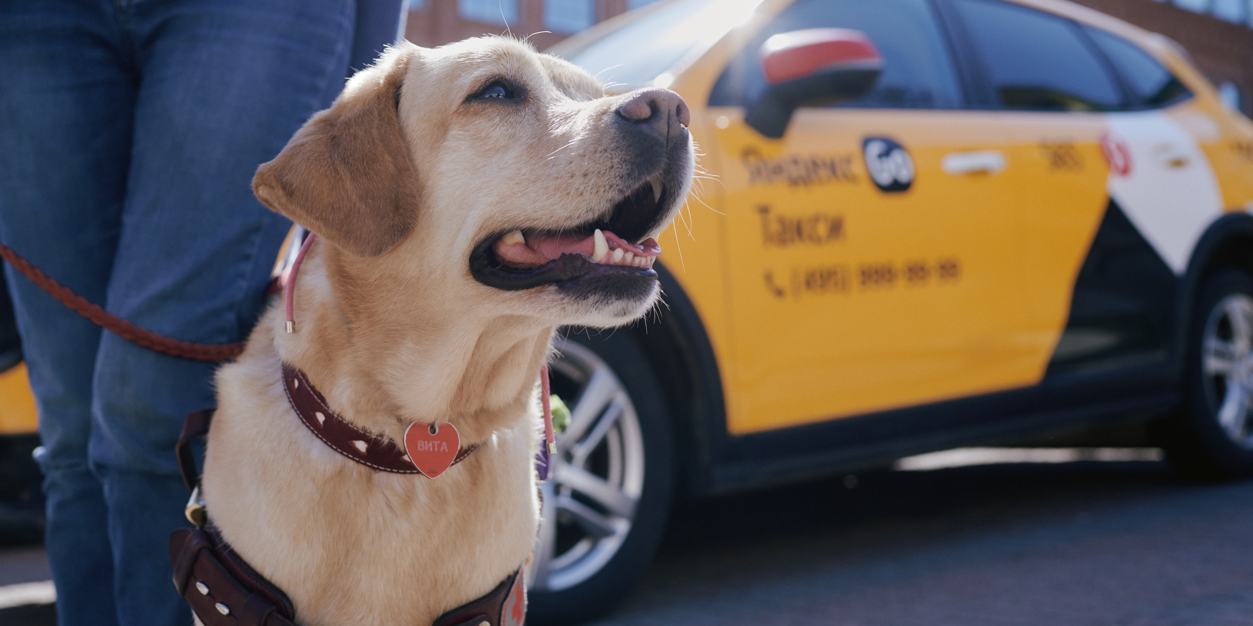 Собаки-поводыри сами выстраивают оптимальный маршрут