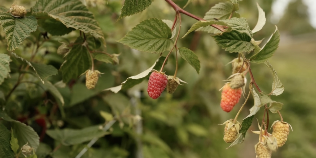 Лучшие сорта крупноплодной малины: «похвалинка»