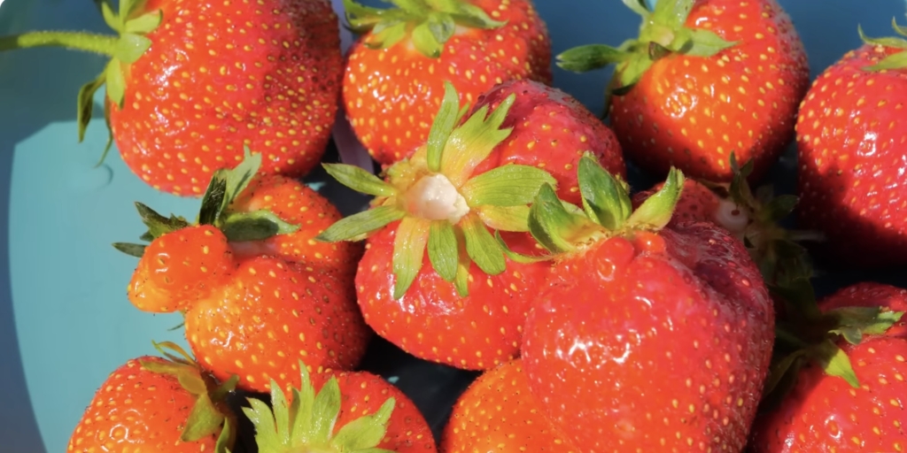 Лучшие сладкие сорта клубники: «кент»