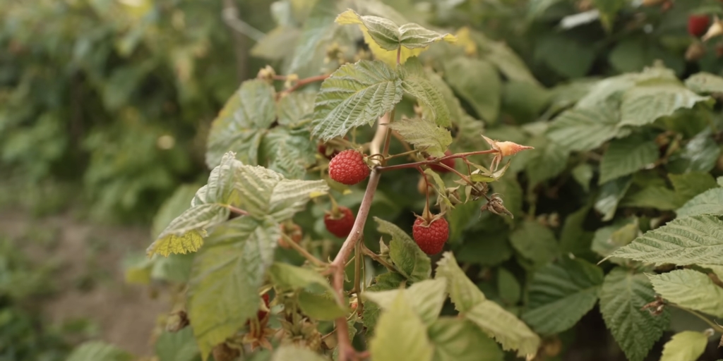 Лучшие сорта ремонтантной малины: «самохвал»