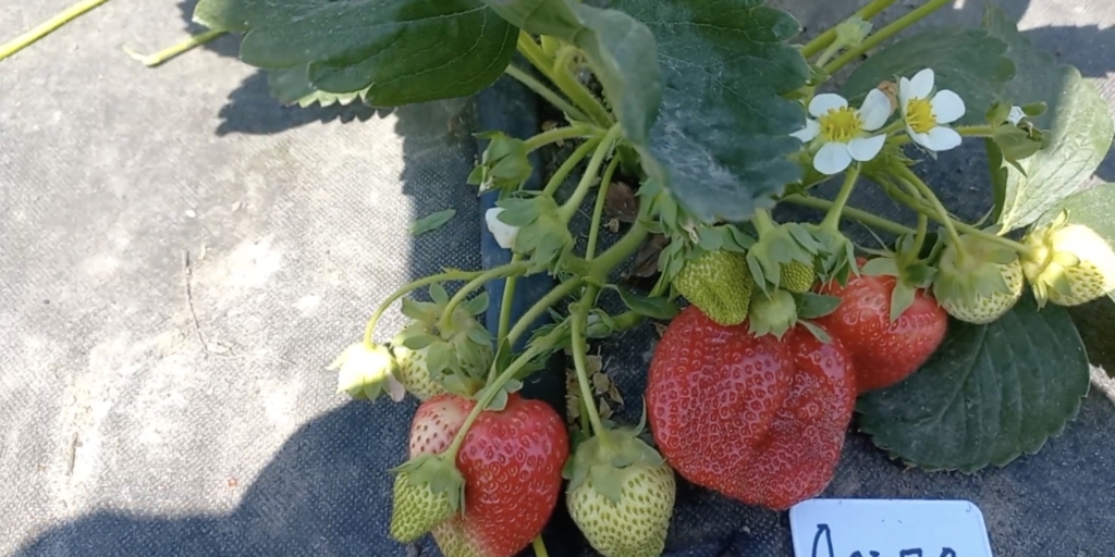 Лучшие урожайные сорта  клубники: «альба»