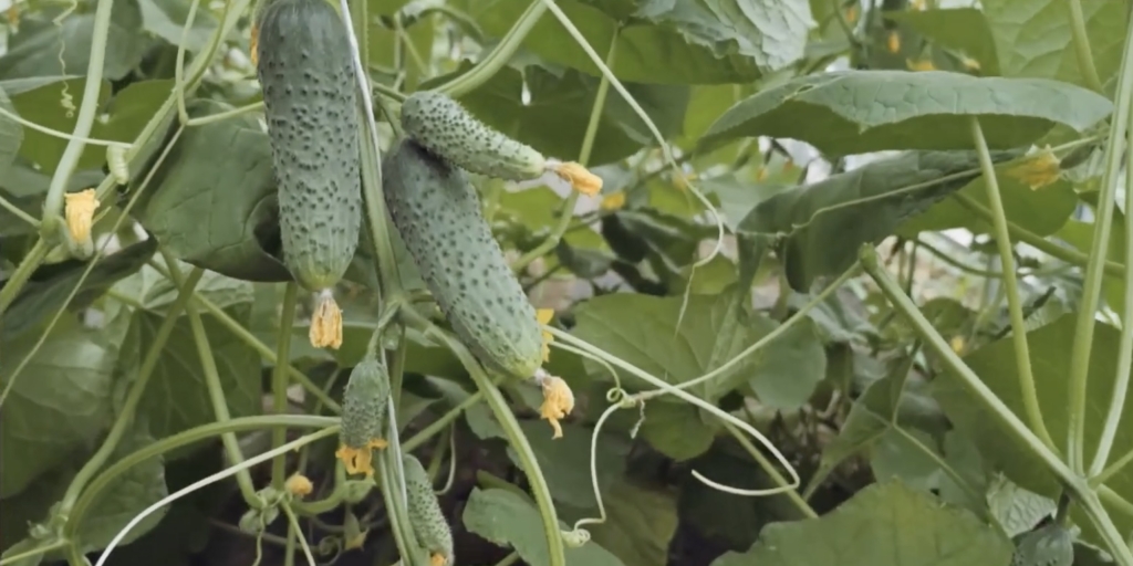 Гоша F1 Лучшие сорта и гибриды огурцов для теплицы: «Гоша F1»