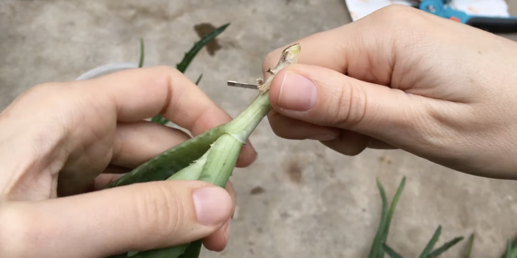 Удалите одревесневшую часть стебля