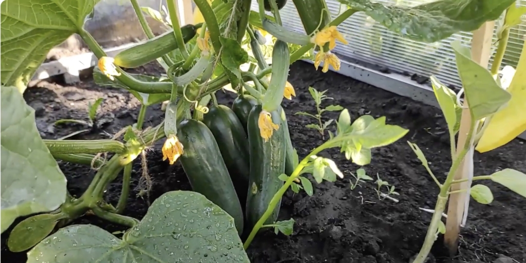 Герольд F1 Герольд F1