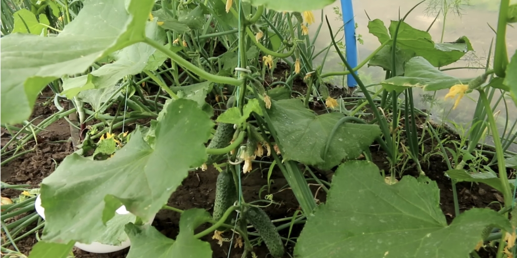 Малахитовая шкатулка F1 Лучшие сорта и гибриды огурцов для теплицы: «Малахитовая шкатулка F1»