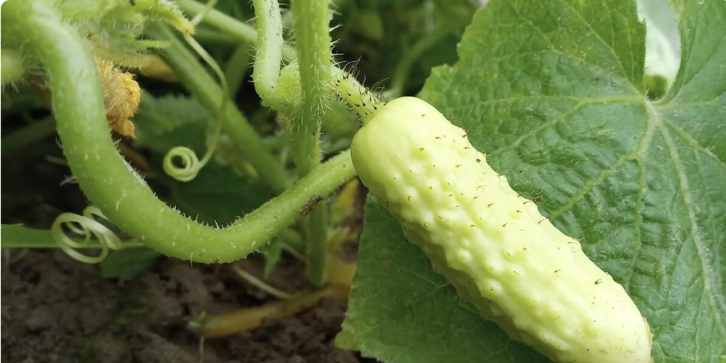 Белый хруст F1 Белый хруст F1